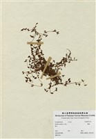 藏品(繁縷)的圖片